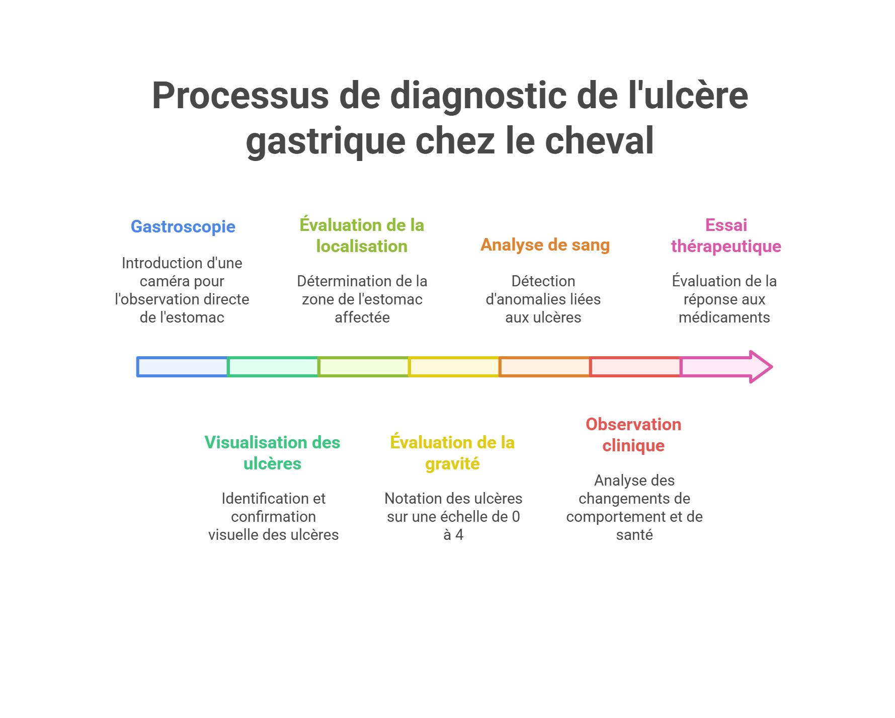 processus de diagnostic de l'ulcère gastrique chez le cheval schéma